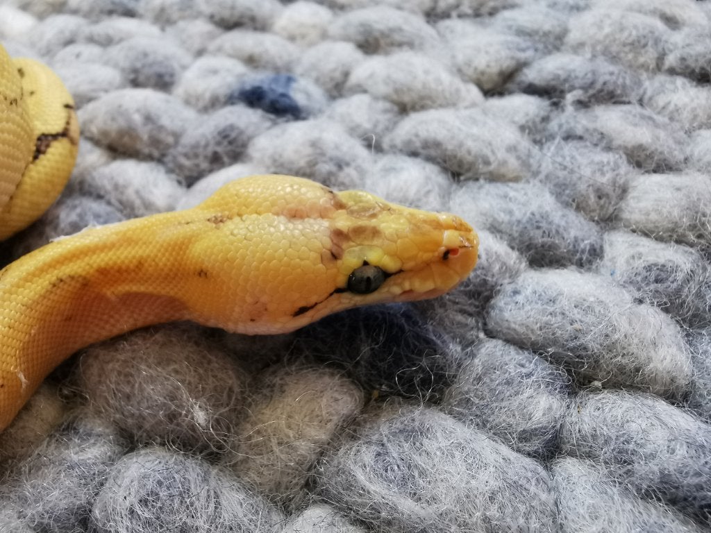 0.1 Champagne Super Enchi Pastel Koningspython Ball Python photo 3
