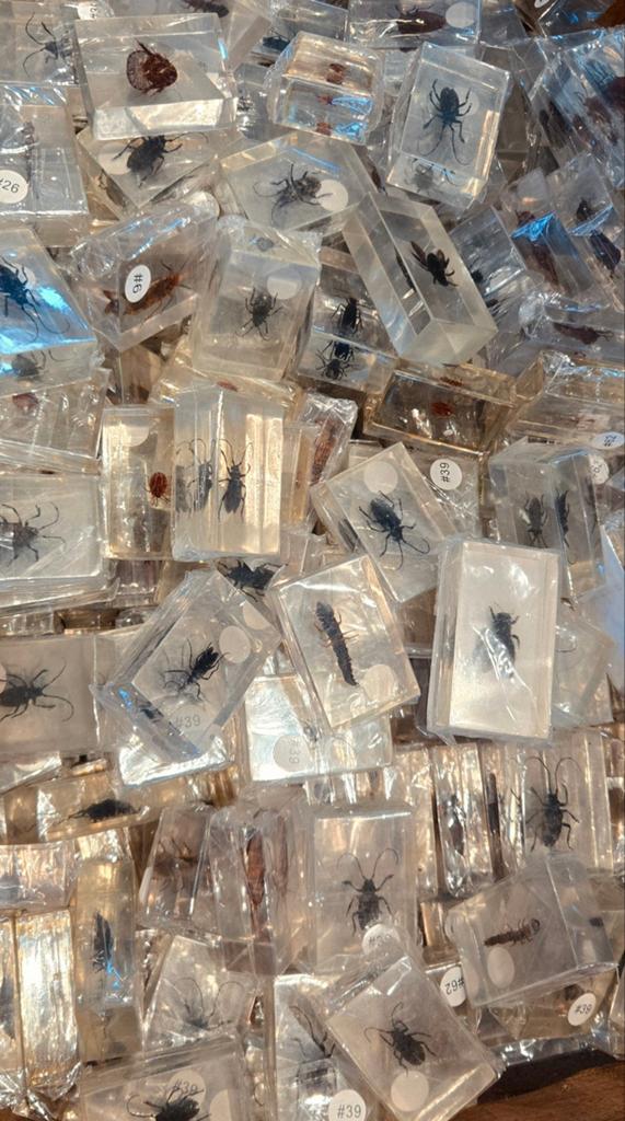 Wholesale opgezette insecten in Hars 100 voor €100,-, Ophalen of Verzenden, Nieuw, Vogel, Opgezet dier