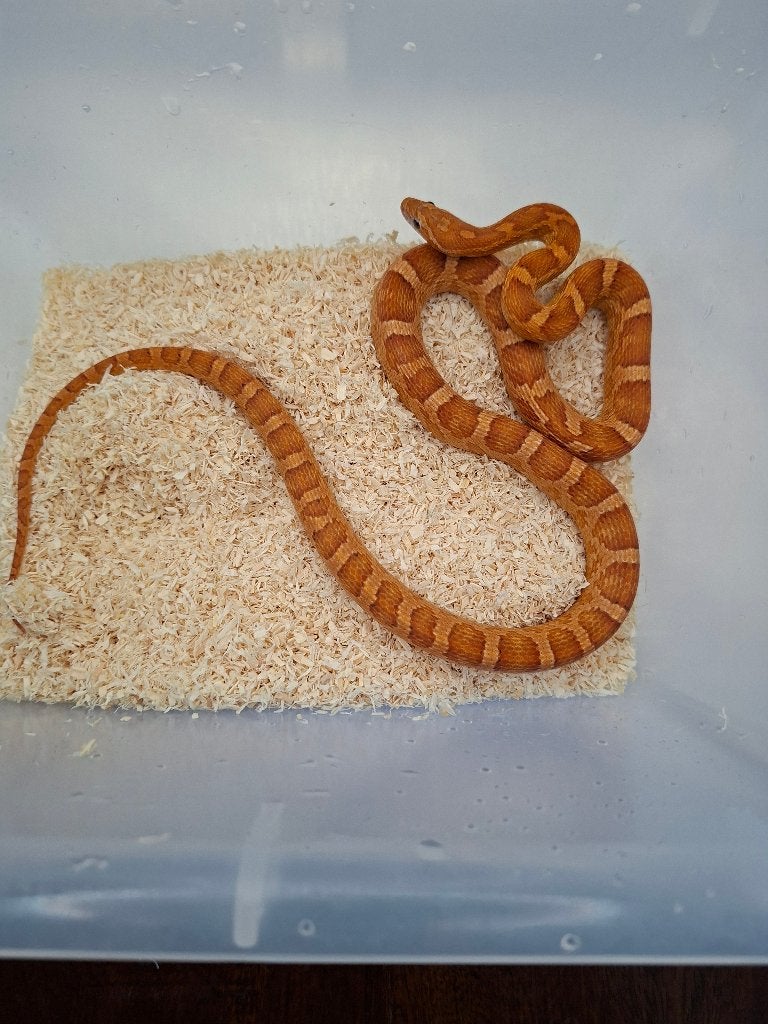 Koppel 100% heterozygoot scaleless / Palmetto Motley Hypo, Slang, Tam, 0 tot 2 jaar