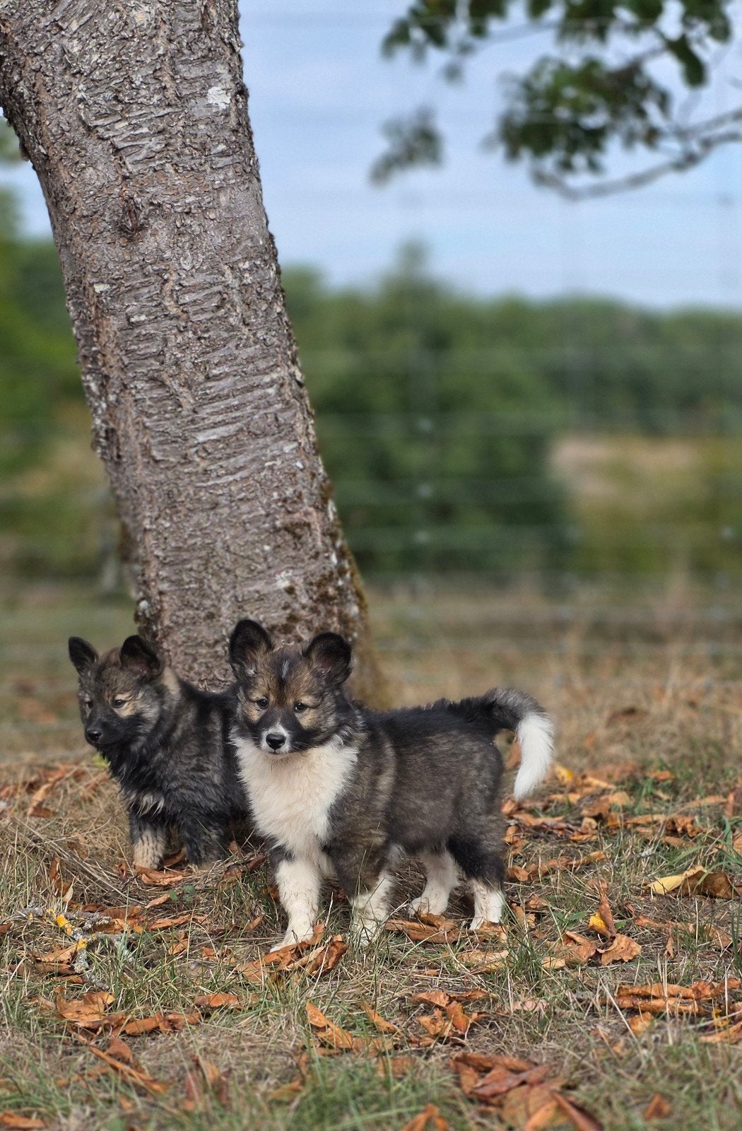 Eurasier x Alaska Malamut/IJslandse herder x Nenetse ☆PUPS☆, Dieren en Toebehoren, Particulier, 8 tot 15 weken, Buitenland, Teef