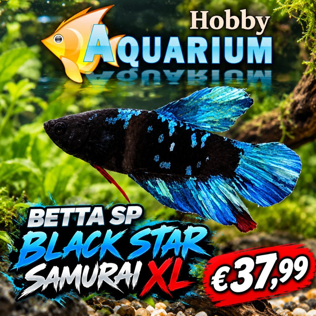 Betta SP Plakat Black Star Samurai L Zaterdag 17 okt 10/17u, Vis, Zoetwatervis