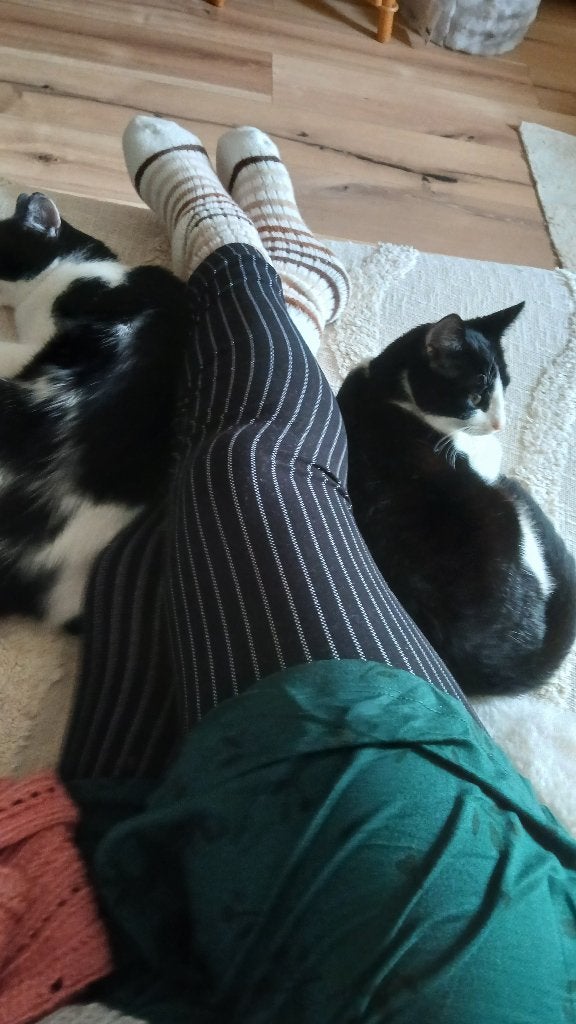 2 poesjes zusjes 1 jaar oud, Ophalen of Verzenden, Nieuw