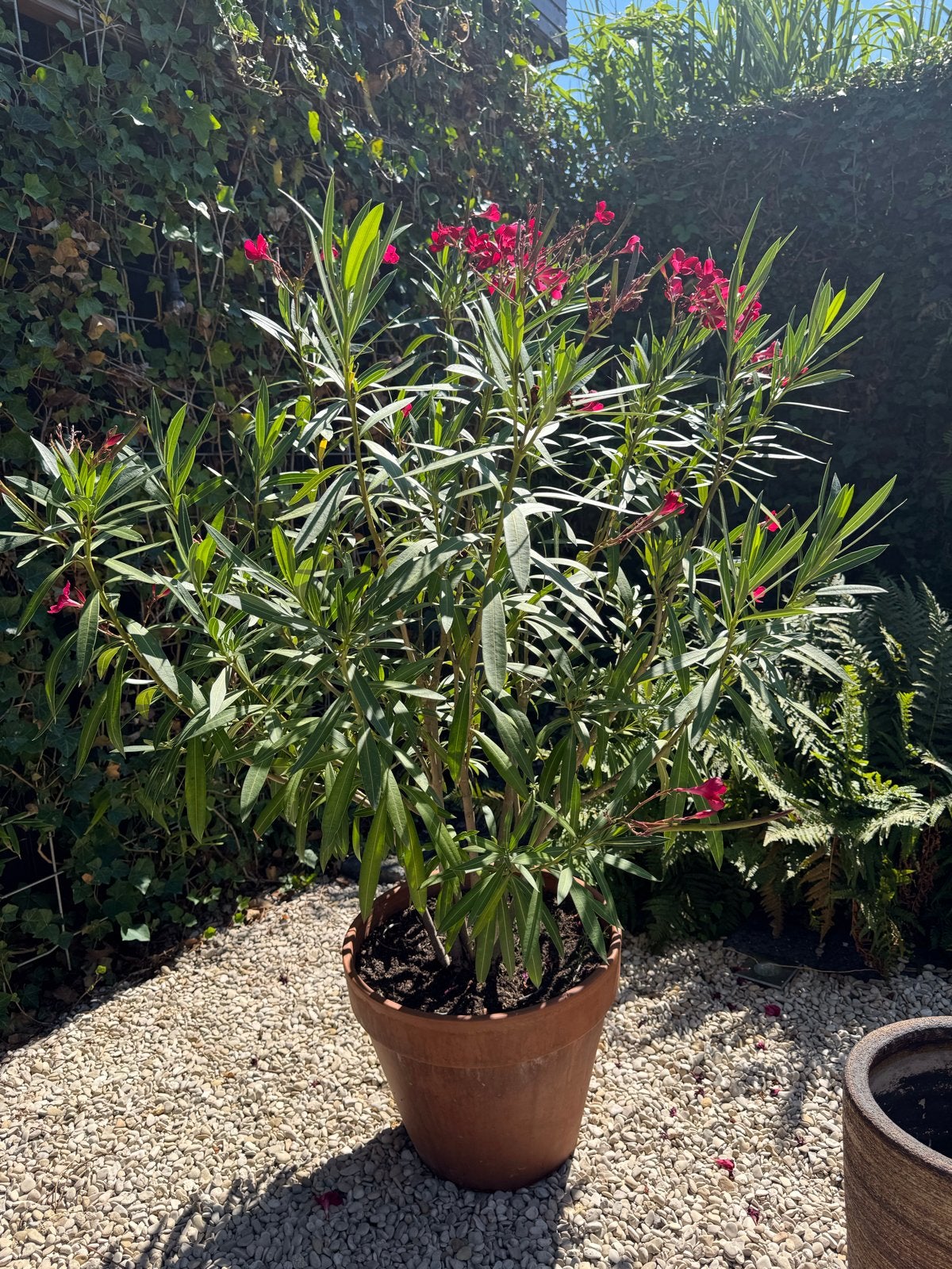 Prachtige Gróte donker roze Oleander in gróte terracotta pot, Tuin en Terras, Bloempotten, Ophalen, Rond, Tuin, Aardewerk