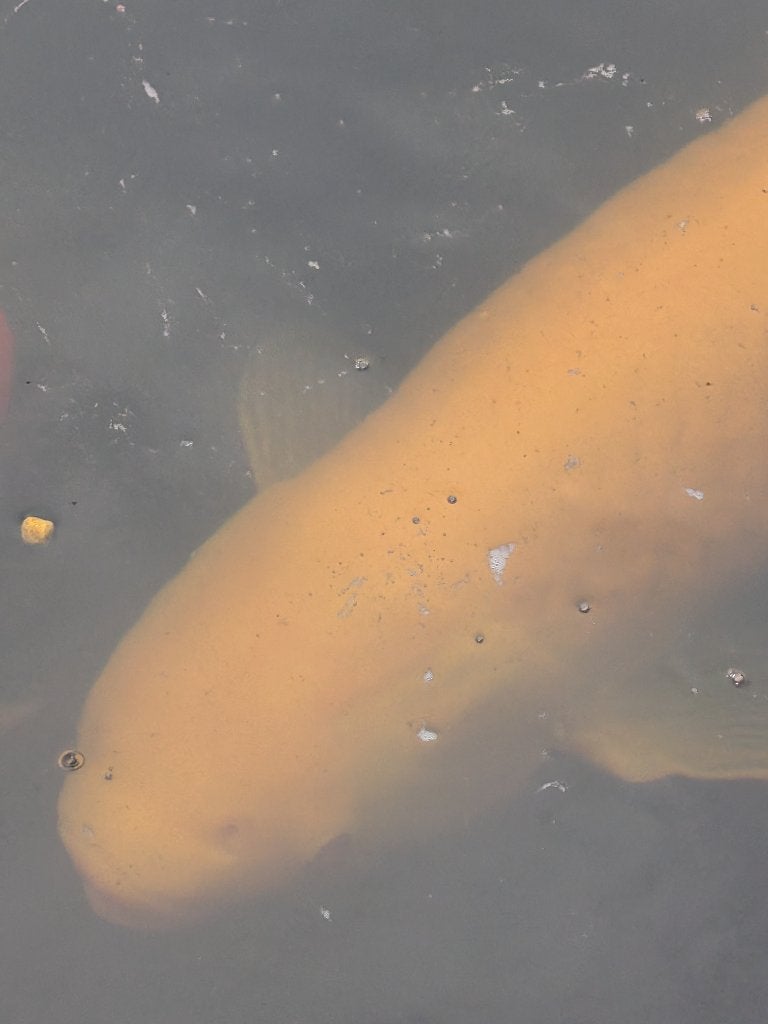 albino graskarper (Groot), Karper of Koi