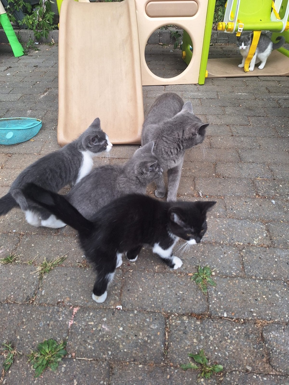 Britsekorthaar kittens, Meerdere dieren, Ontwormd, 0 tot 2 jaar