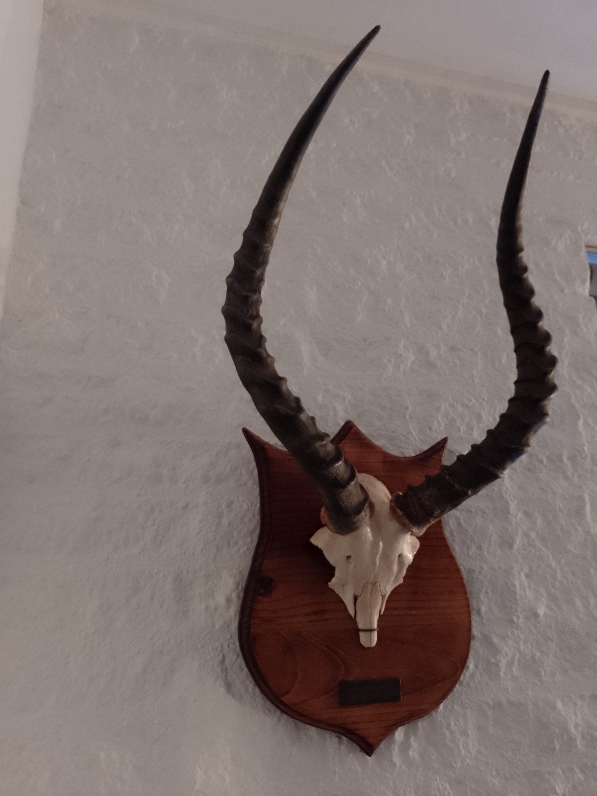 Trofee Impala Zuid Afrika bok 60*32 hoorns, Verzamelen, Dierenverzamelingen, Ophalen of Verzenden, Beeldje of Figuurtje