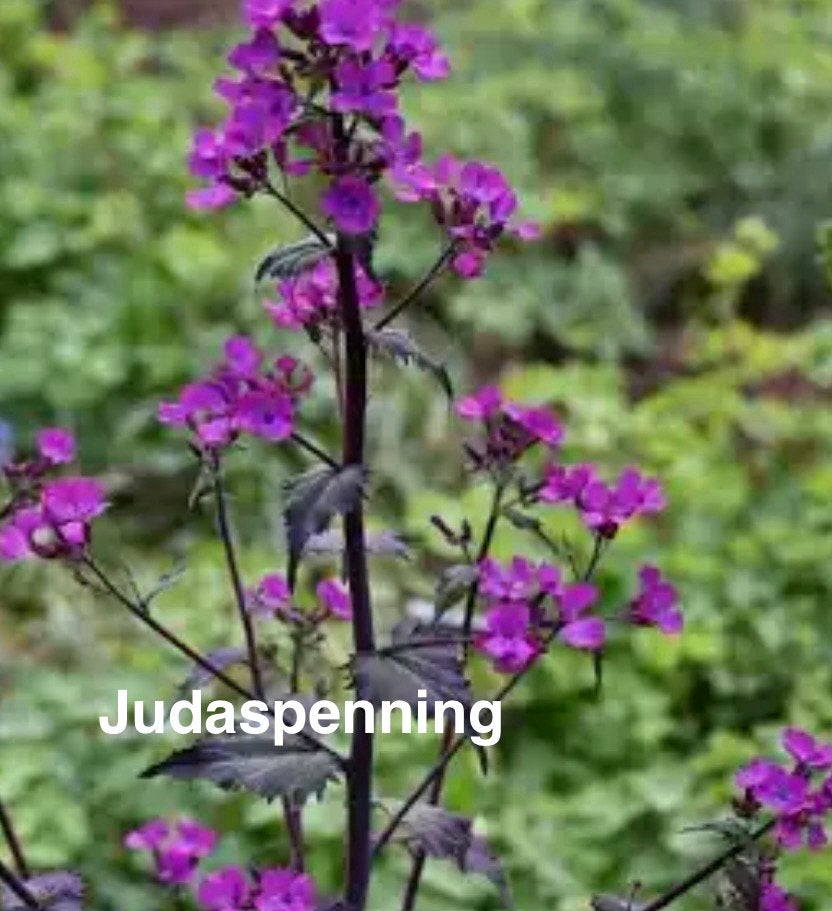 Zaden Judaspenning, Lunaria annua, Tuin en Terras, Ophalen of Verzenden, Najaar, Halfschaduw, Zaad