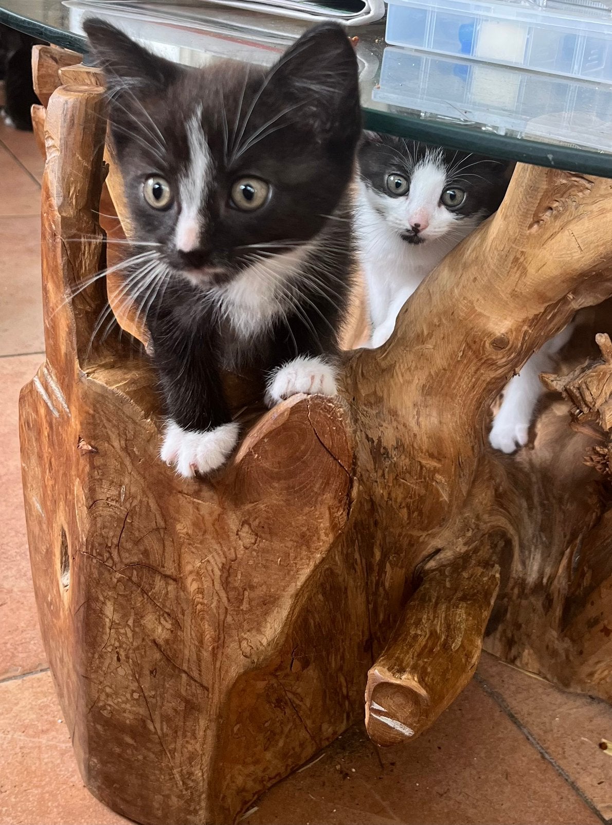 Leuke huiselijke kittens te koop, Dieren en Toebehoren, Katten en Kittens | Overige Katten, Poes
