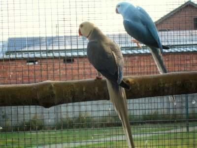 halsbanden van 2025, Meerdere dieren, Parkiet, Geringd