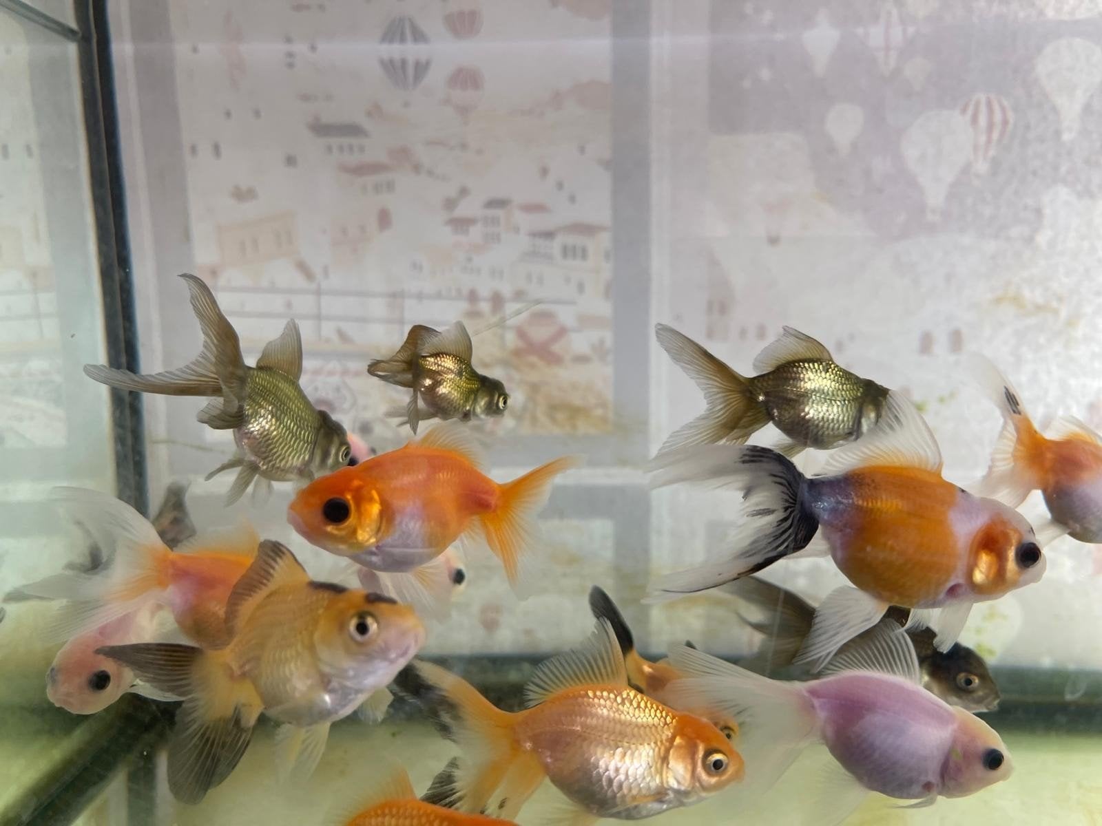 Diverse jong oranda (leeuwenkop vis).€2,50 p/st, Vis