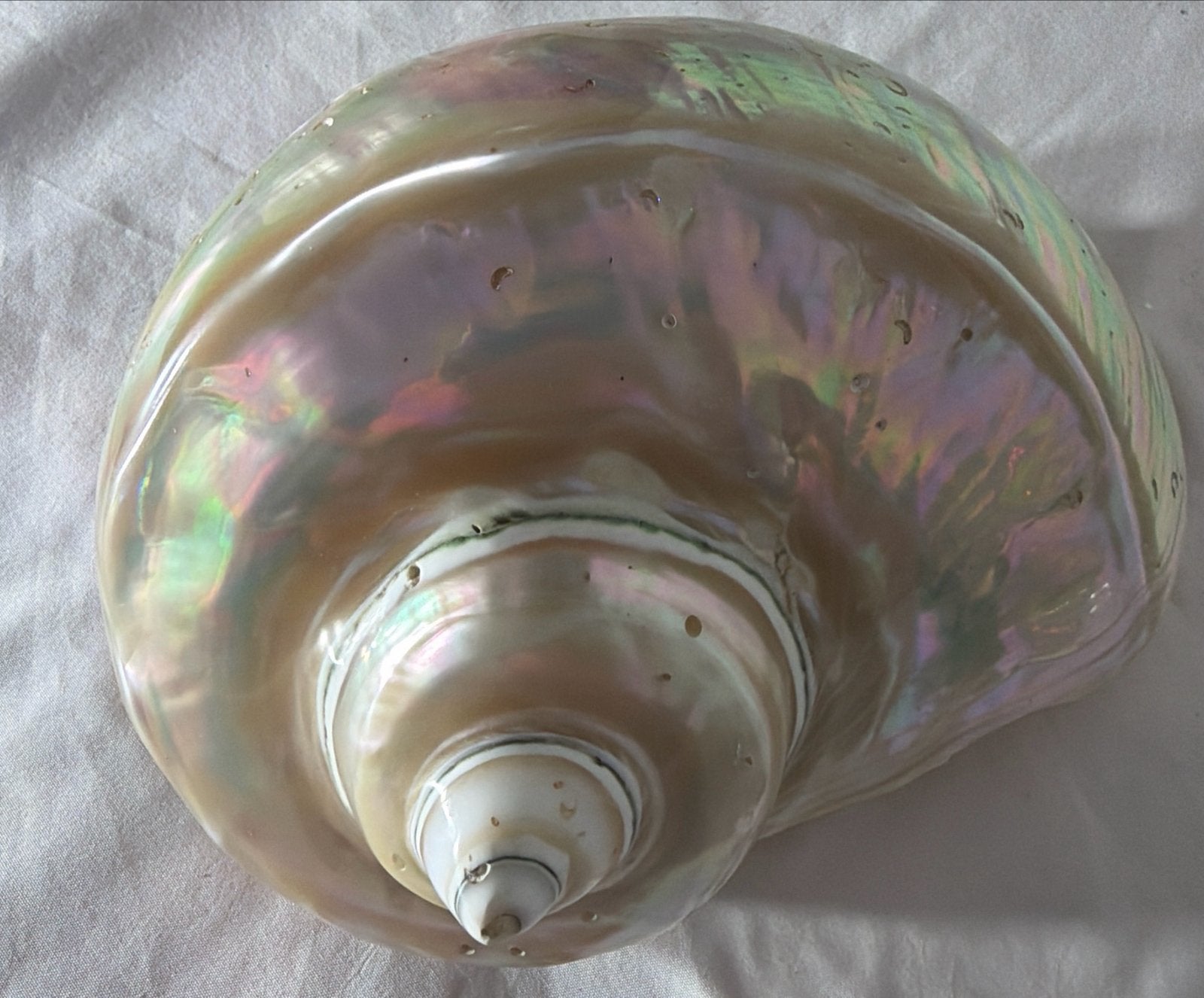 Prachtige grote parelmoer schelp - 669 gram, Ophalen of Verzenden, Zo goed als nieuw