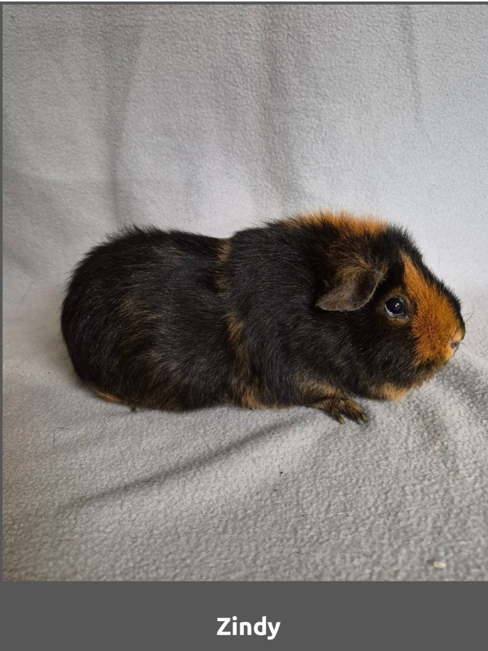 Cavia US Teddy zeugje, Dieren en Toebehoren, Knaagdieren, Mei, Vrouwelijk, Cavia