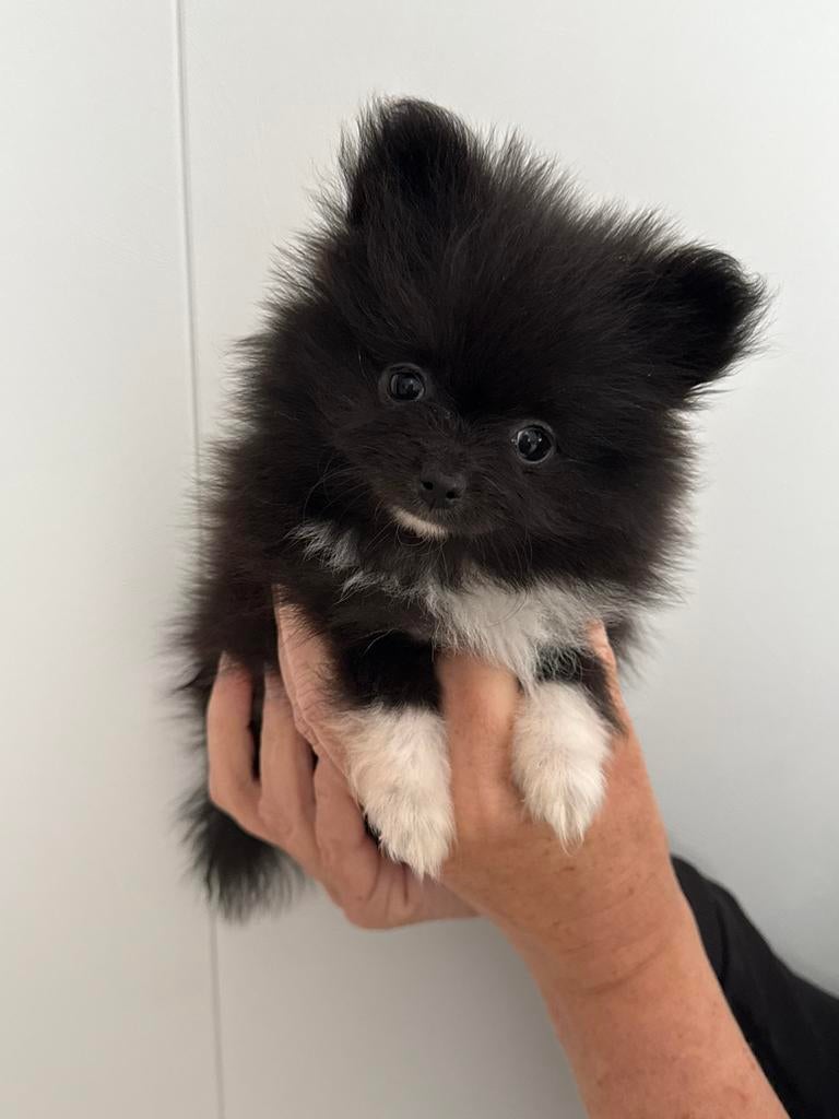 Pomeriaan puppy’s 2 teefjes, Dieren en Toebehoren, Parvo, Keeshond, 8 tot 15 weken, Teef