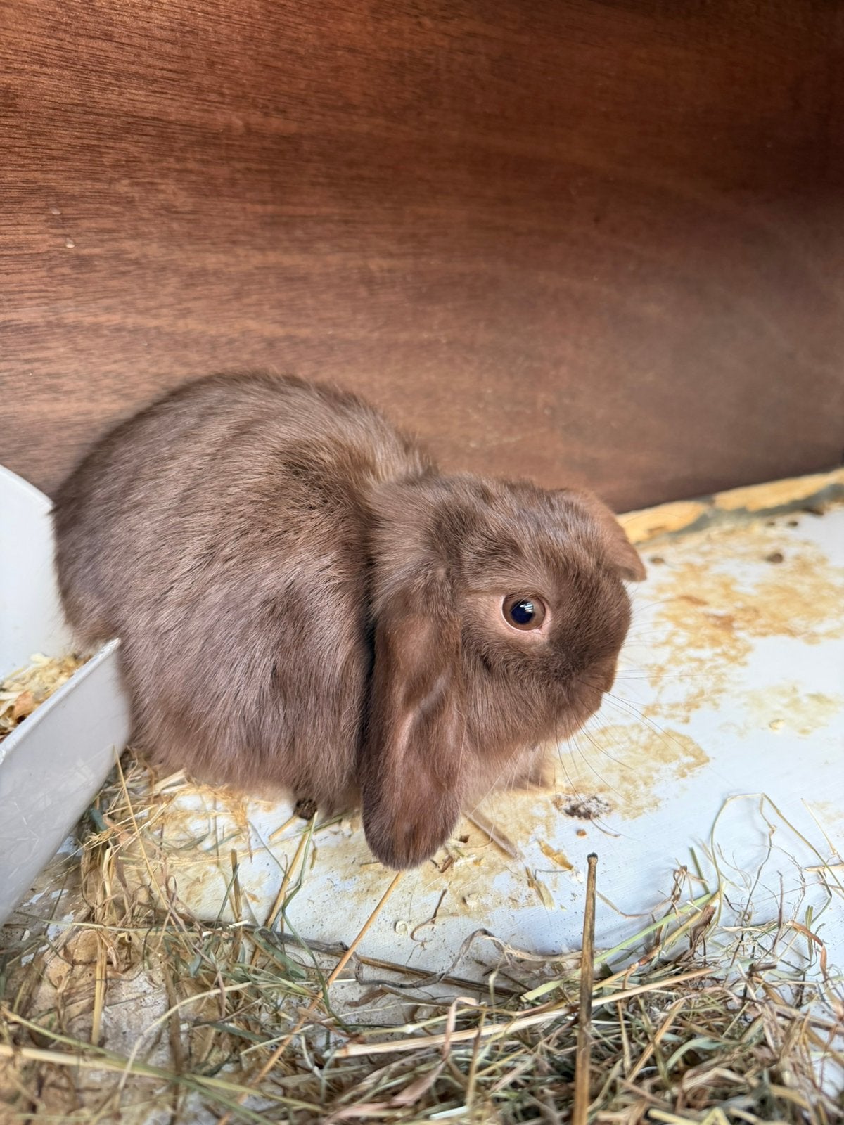 Mini lop rammetje super klein, Dieren en Toebehoren, Mannelijk, Dwerg, Hangoor