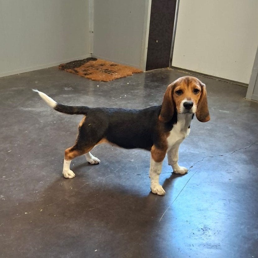 beagle pups, Dieren en Toebehoren, België, Beagle, 15 weken tot 1 jaar, Teef