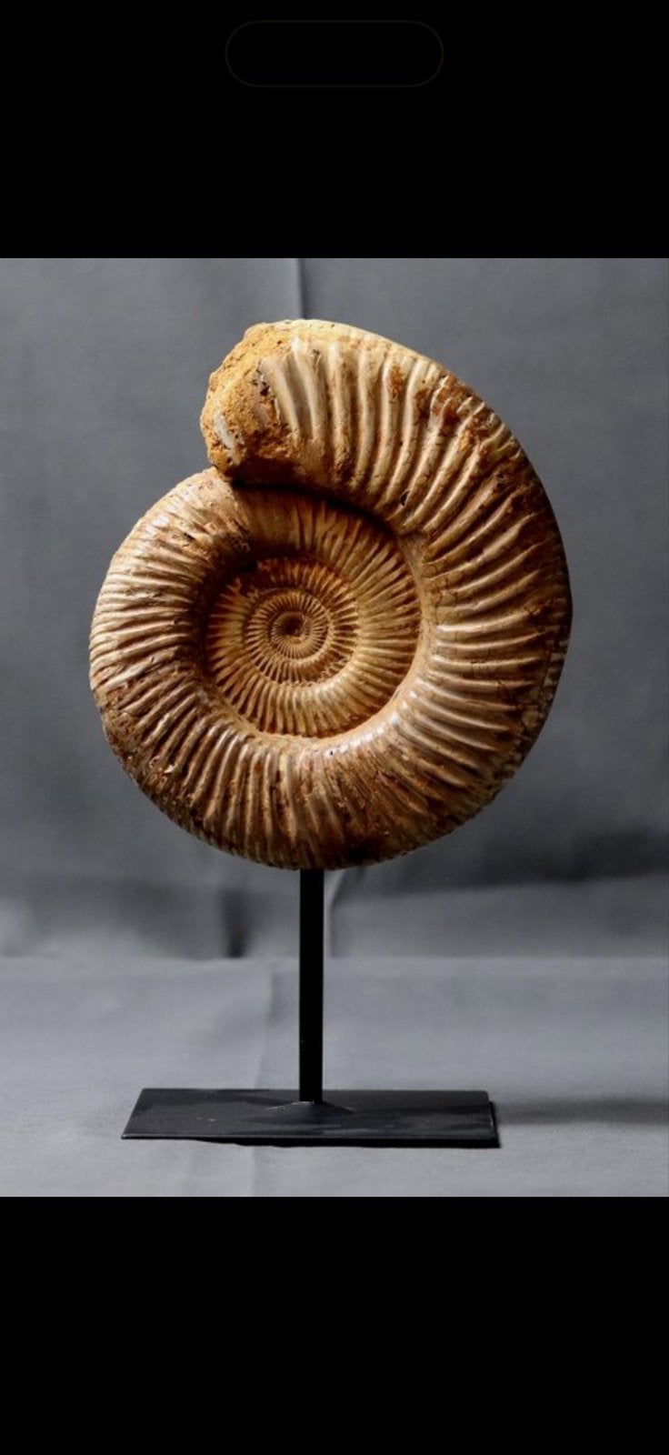 Grote Ammoniet Fossiel Kranaosphinctes roedereri  18 cm, Ophalen of Verzenden, Fossiel