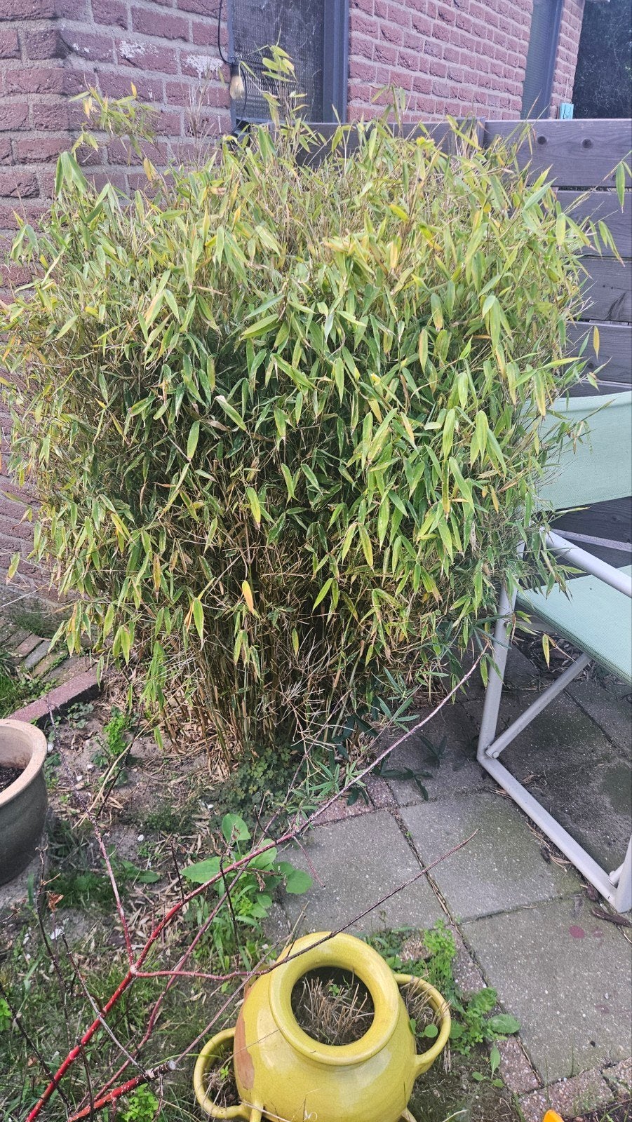 Gratis bamboe, Ophalen, Bamboe, Struik, 100 tot 250 cm