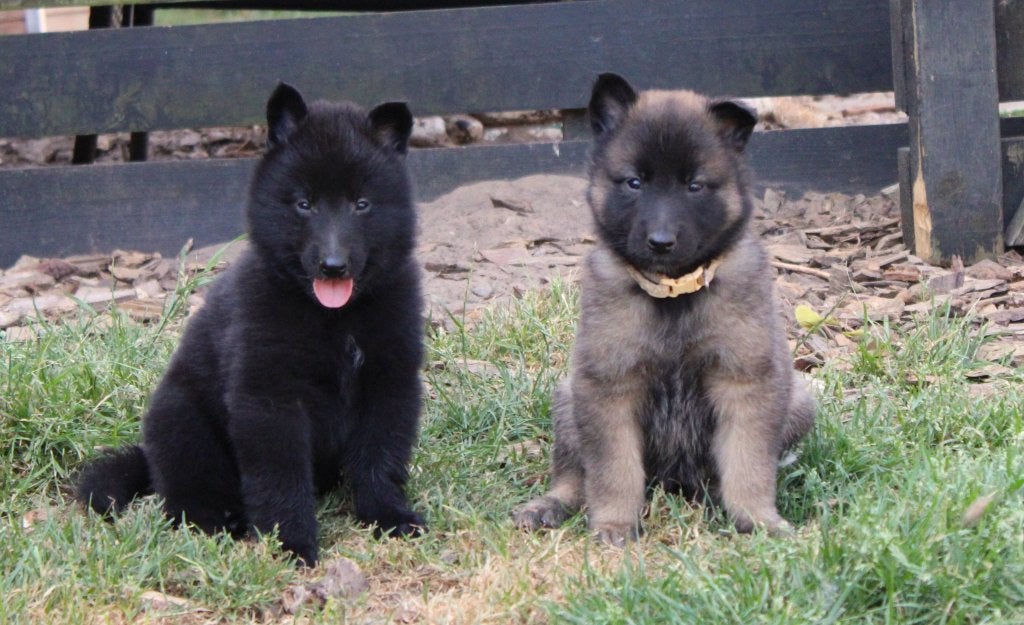Groenendaeler & Tervuurse herder pups, België, Fokker | Hobbymatig, 8 tot 15 weken, Parvo
