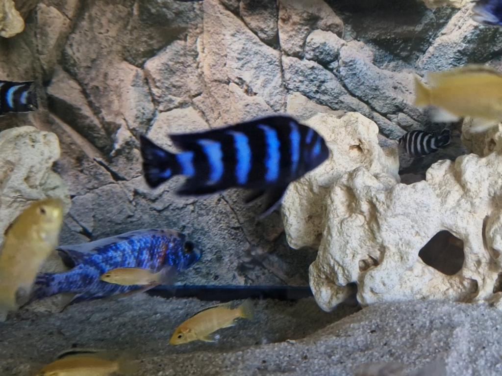 Malawi cichliden, Dieren en Toebehoren, Vissen | Aquariumvissen