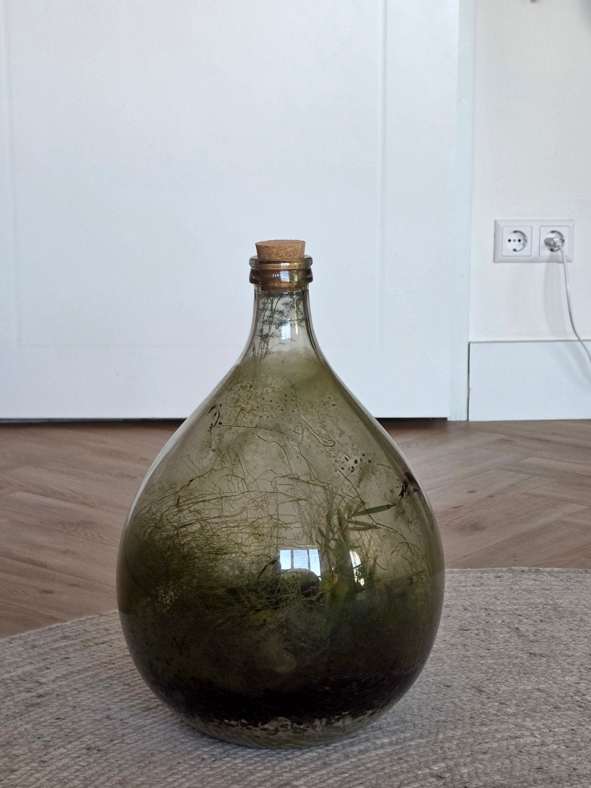 Groot plantenterrarium – opknapproject / voor de liefhebber, Huis en Inrichting, Kamerplanten, Ophalen, Minder dan 100 cm