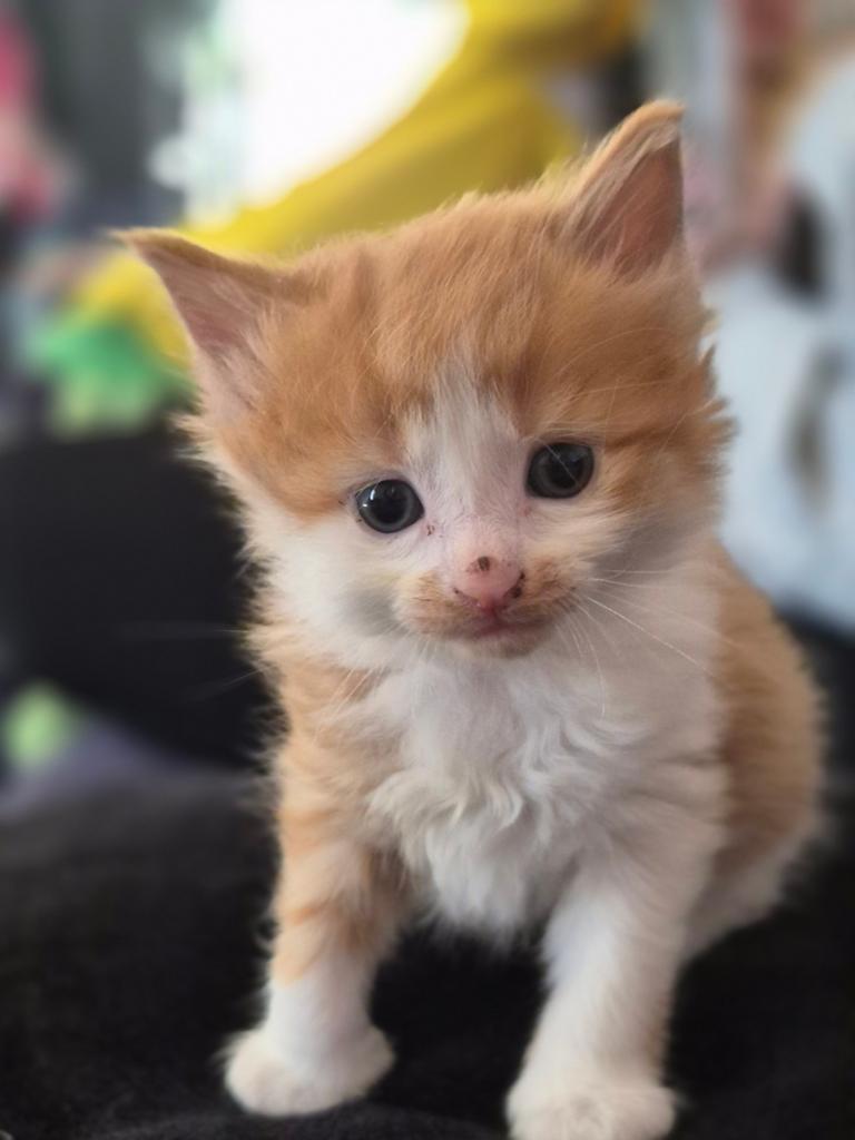 Hele mooie maine coon kittens, Dieren en Toebehoren, Katten en Kittens | Raskatten | Langhaar, Meerdere dieren, Ontwormd, 0 tot 2 jaar
