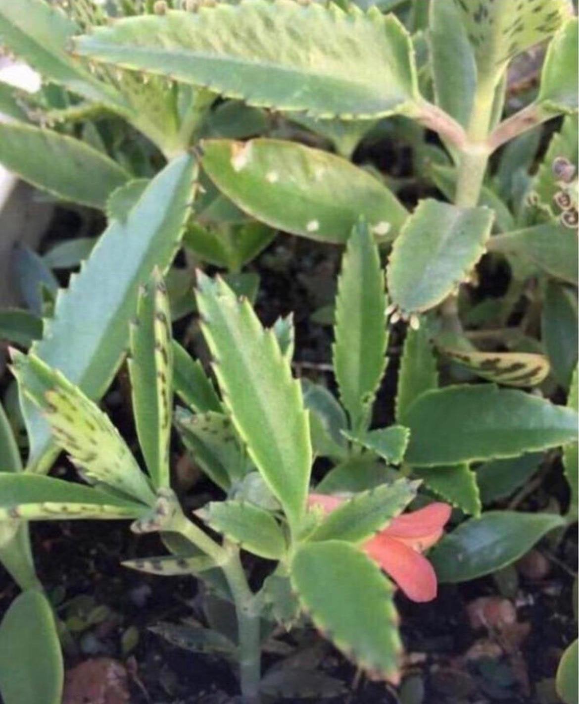 Biologische bloeiende planten Kalanchoe de Mallorca, Ophalen, Overige soorten, Halfschaduw, In pot