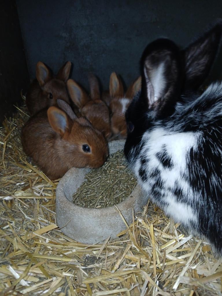 Mooi konijn met vijf jonkies, Dieren en Toebehoren, Konijnen, Meerdere dieren, Middelgroot, 0 tot 2 jaar