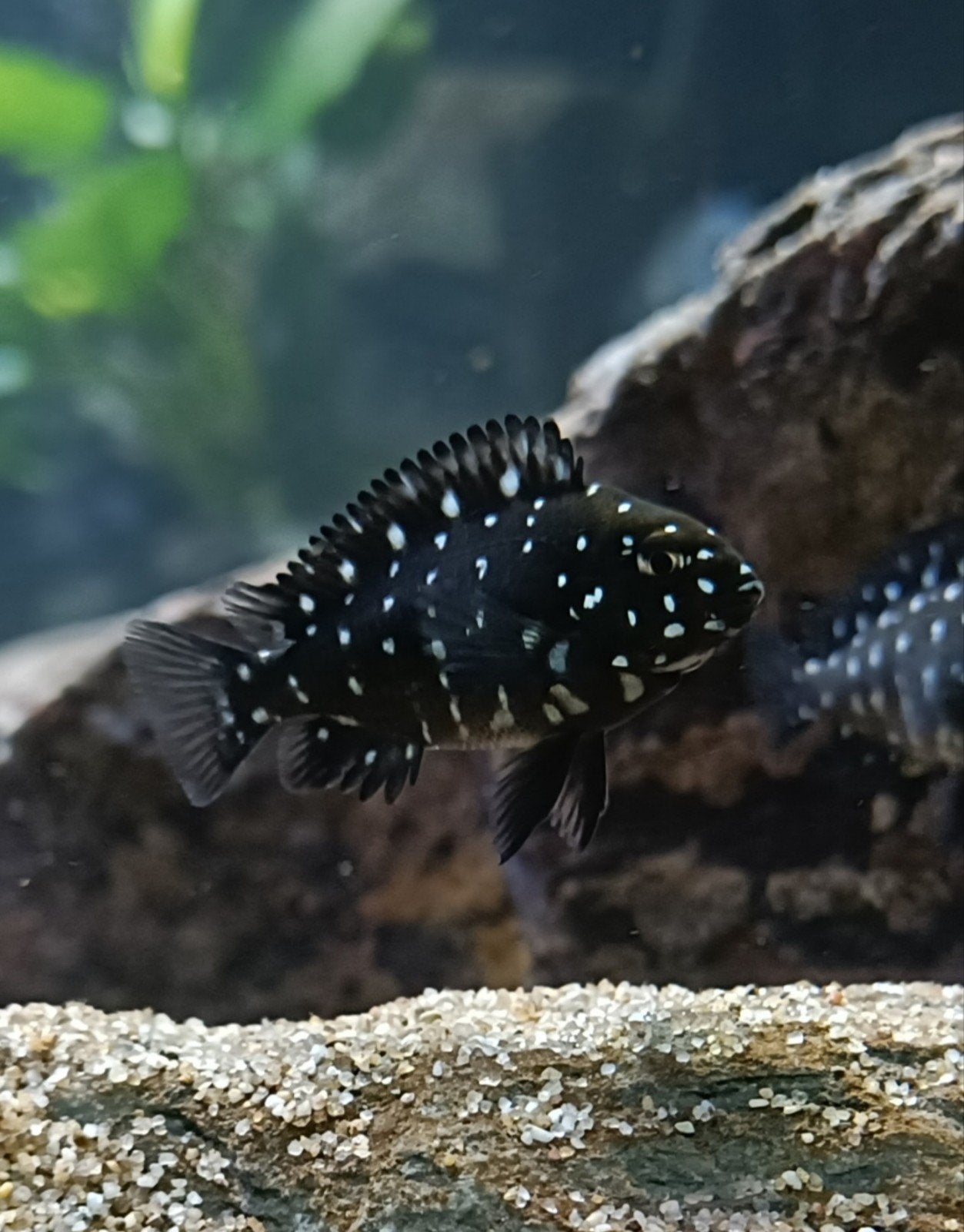Tropheus dubiosi maswa jongen (8 stuks), Dieren en Toebehoren, Vissen | Aquariumvissen, Vis