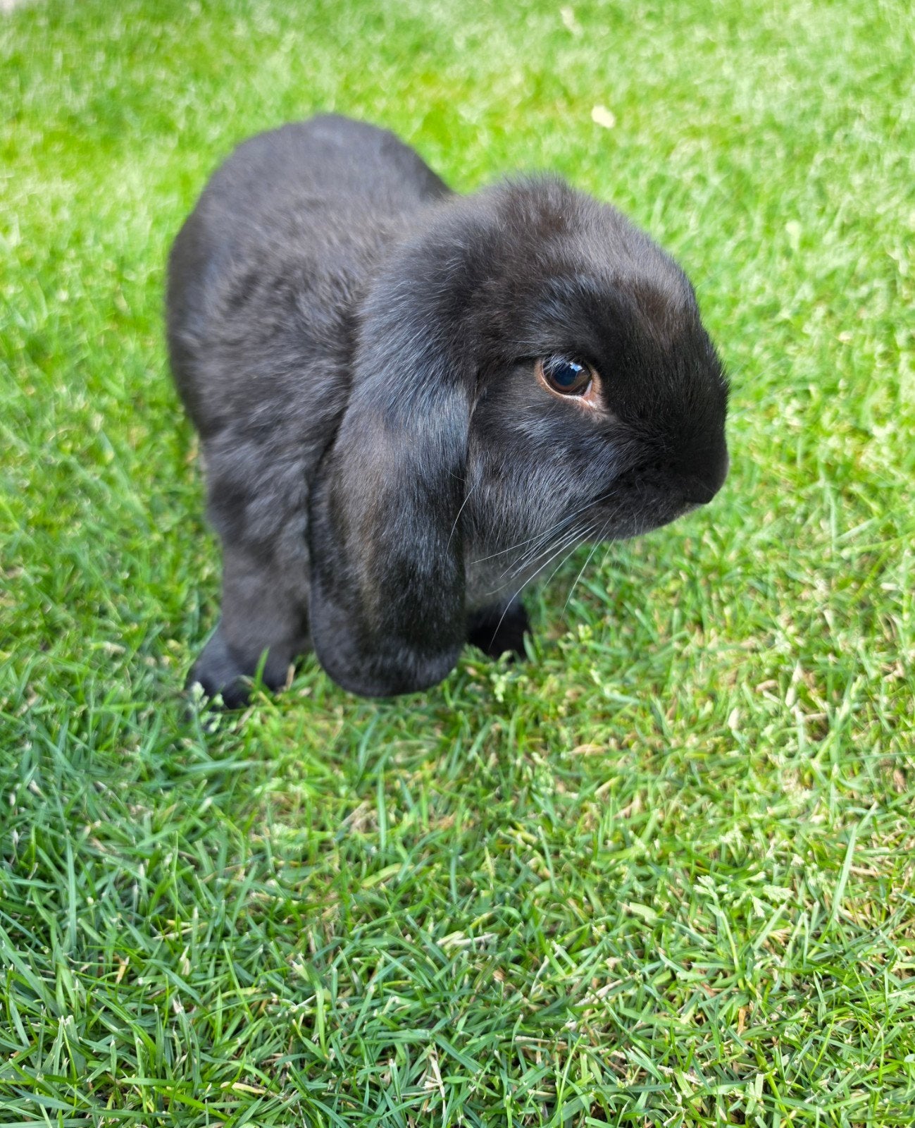 Twee franse hangoren (rammen) zoeken een liefdevol thuis, Dieren en Toebehoren, Konijnen, Mannelijk, Groot, Hangoor, 0 tot 2 jaar