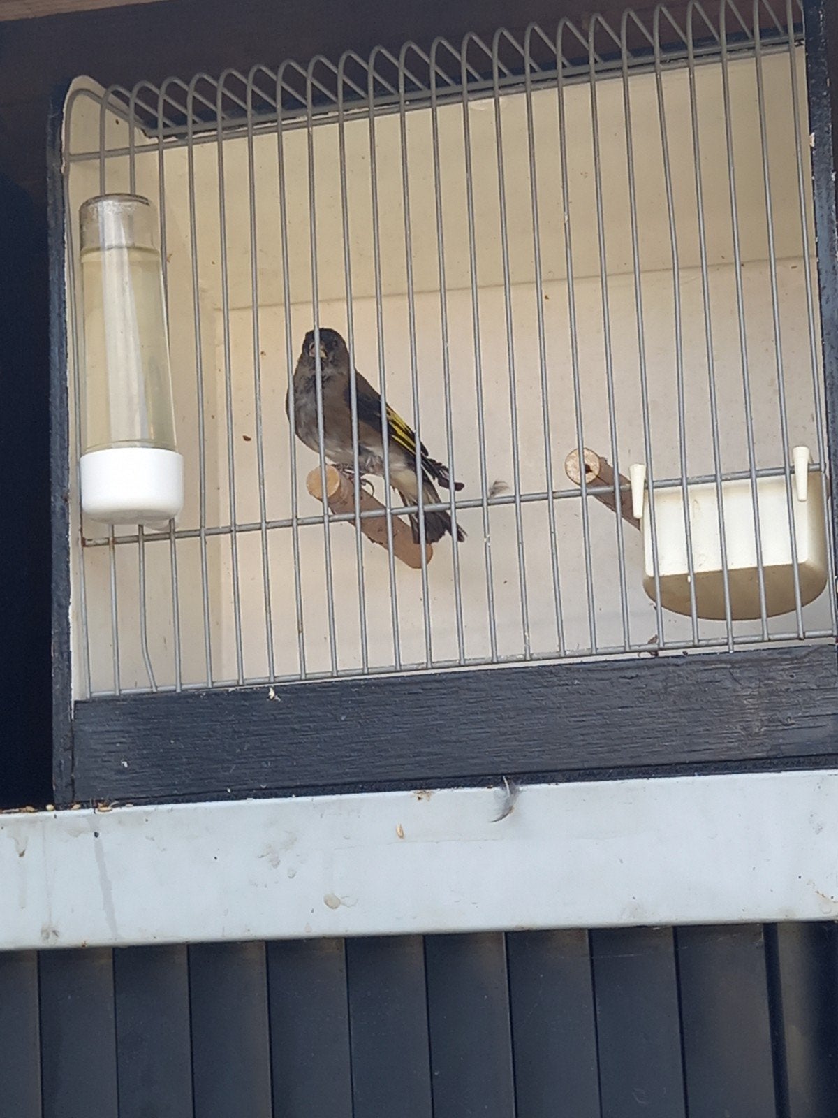 Bastaard zwartesijs maal kanarie, Mannelijk, Wildzangvogel