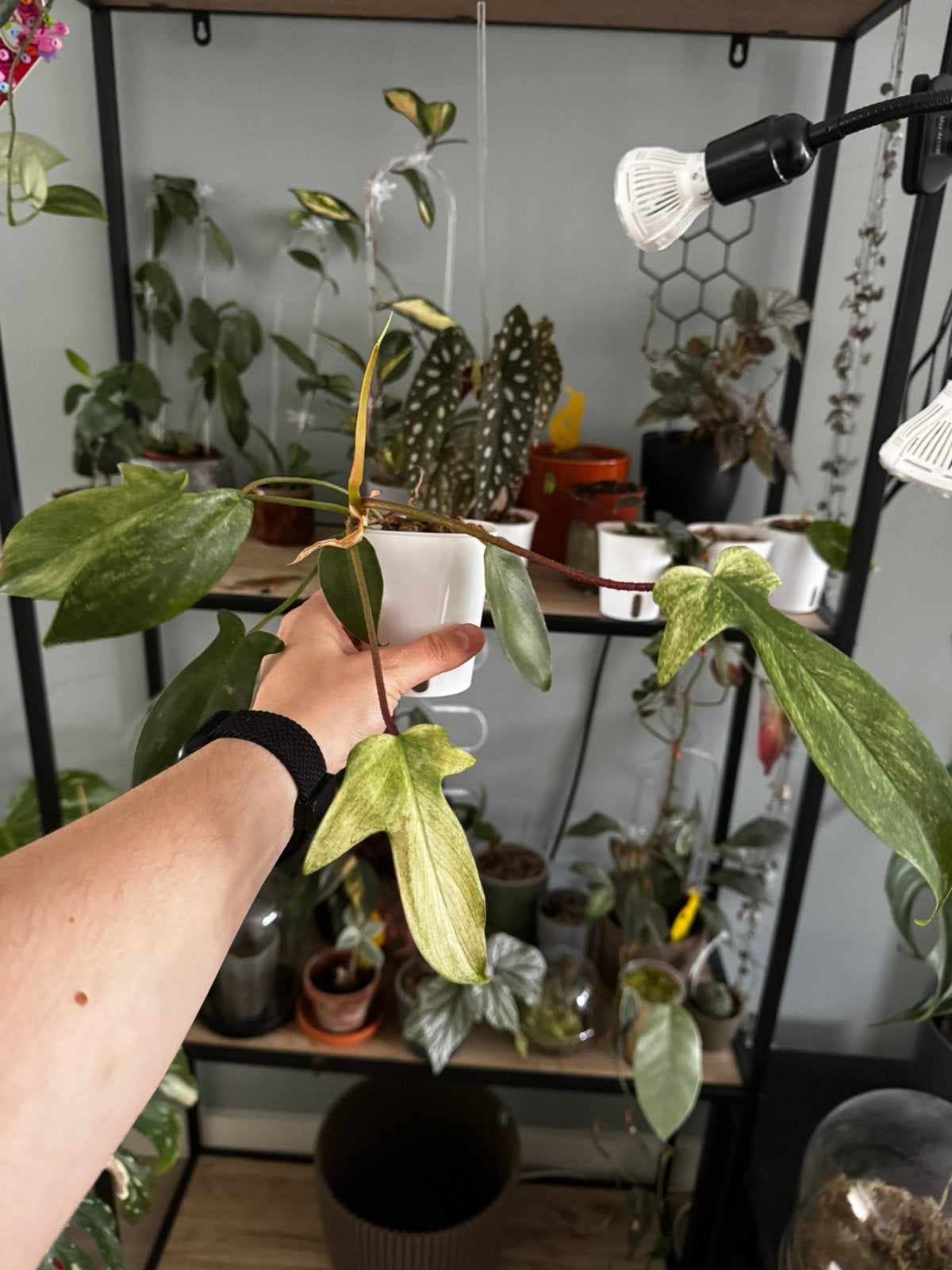 Philodendron florida ghost, Huis en Inrichting, Kamerplanten, Ophalen of Verzenden, Halfschaduw, Minder dan 100 cm