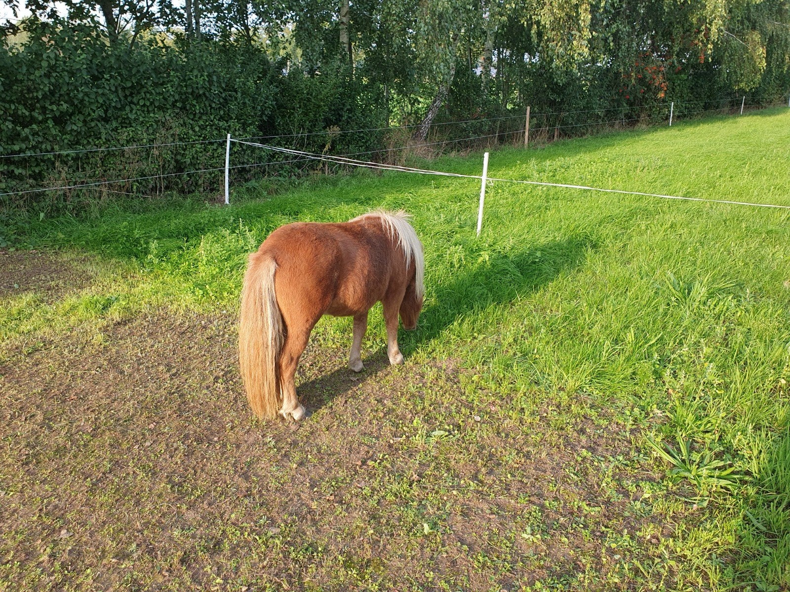 pony's, Merrie, A pony (tot 1.17m), Gechipt, 0 tot 2 jaar