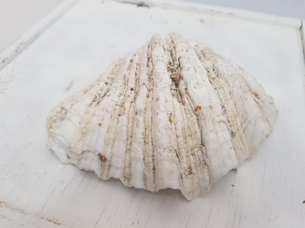 doopvontschelp 20 cm breed, Verzamelen, Ophalen of Verzenden, Schelp(en)