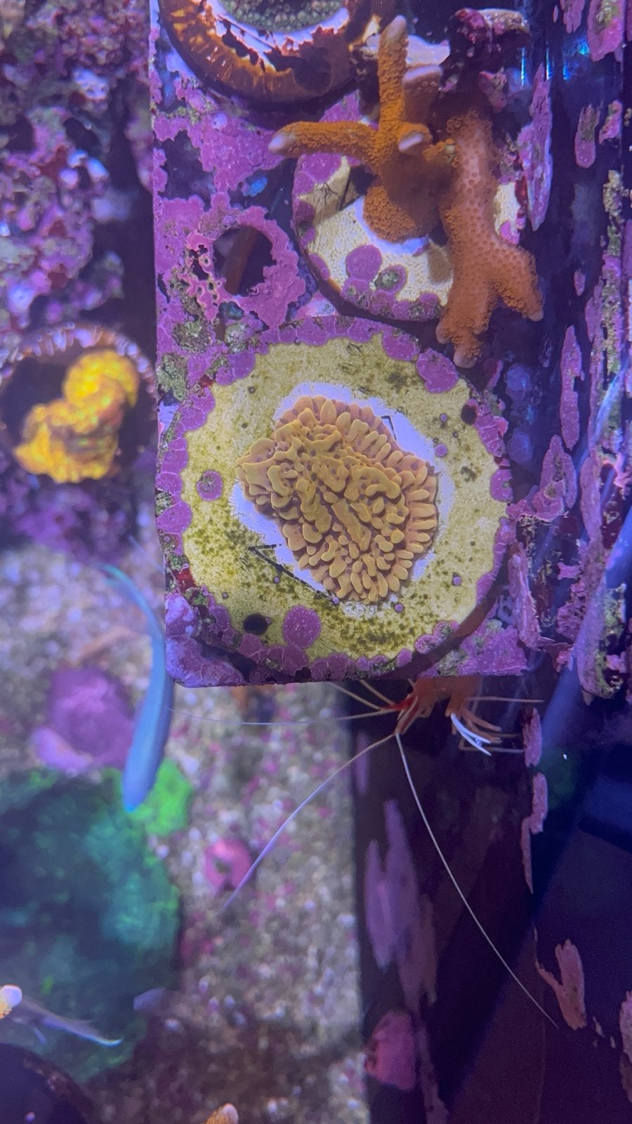 Zeeaquarium Koralen Montipora, Overige typen