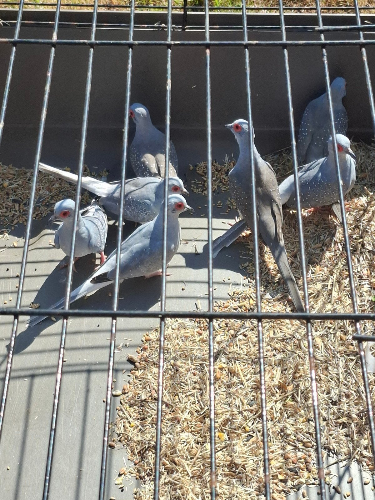 Diamantduifjes, Meerdere dieren