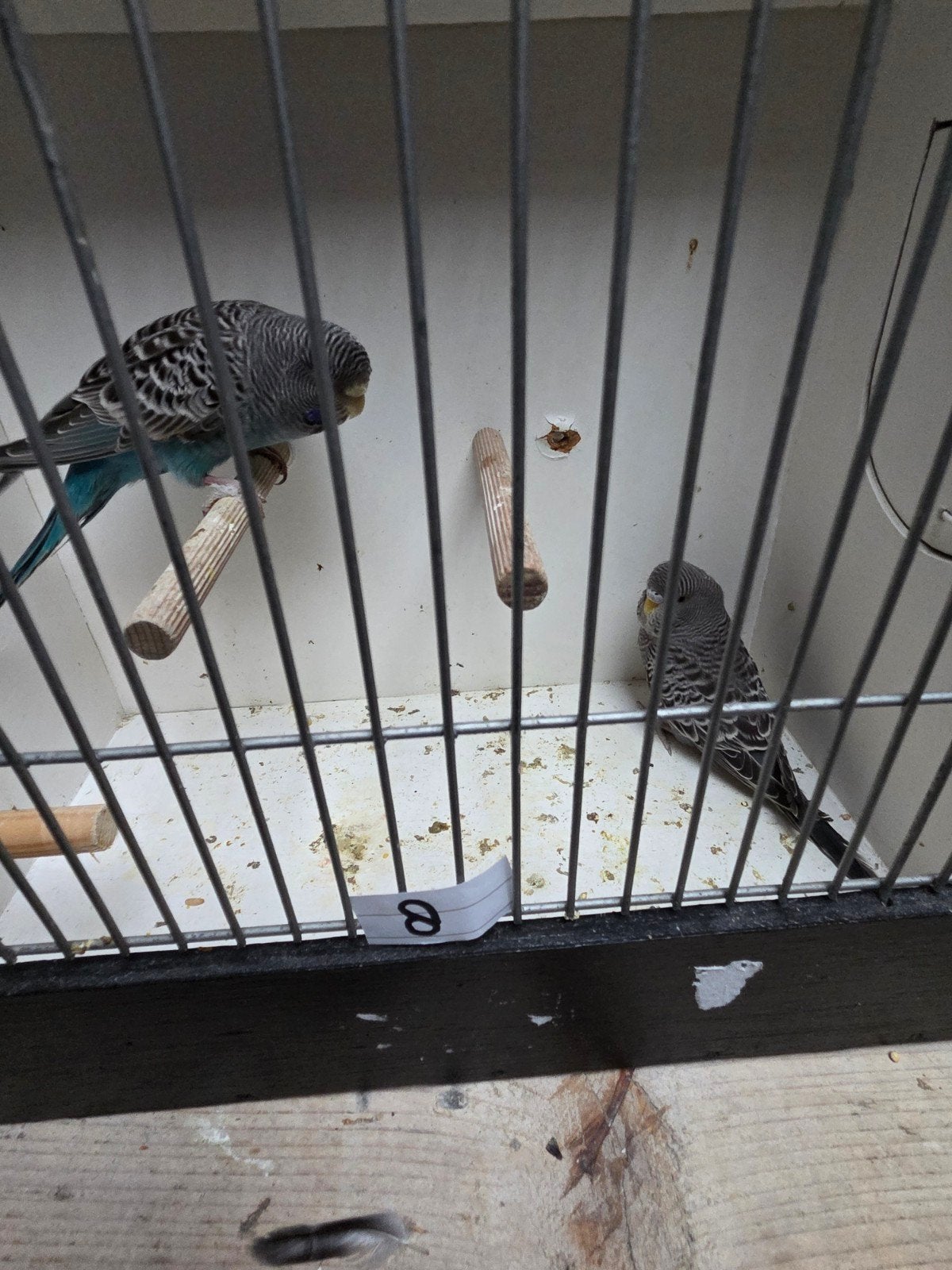 mooi koppel grasparkieten blackface melanistic x grijs, Dieren en Toebehoren