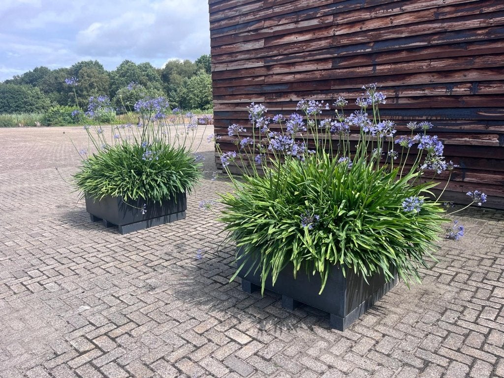 2 Grote bloembakken Agapanthus, echte eyecatchers!!!, Volle zon, Vaste plant, Zomer, Ophalen