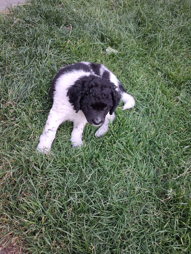 friese stabij/ wetterhoun puppy's, Dieren en Toebehoren, Honden | Retrievers, Spaniëls en Waterhonden, Reu, Overige rassen, Particulier