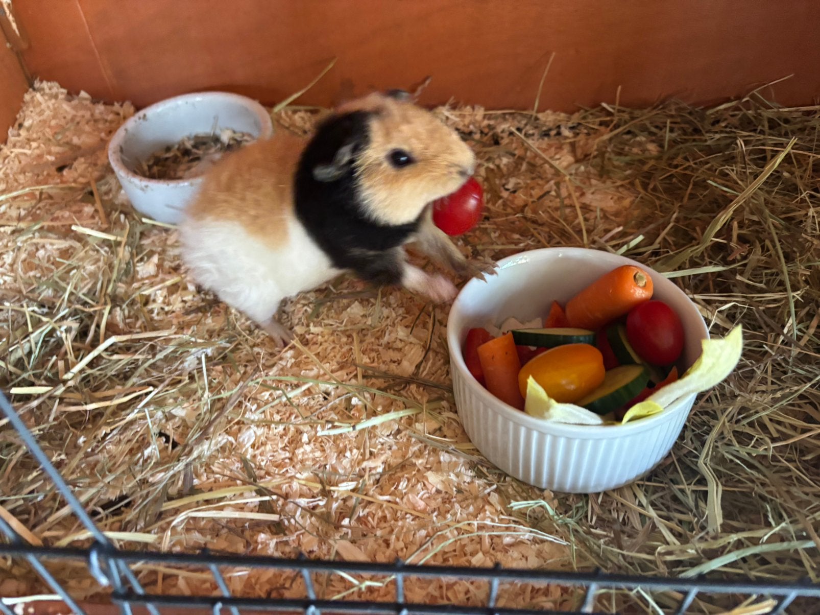 Mooie US teddy beer, Dieren en Toebehoren, Cavia, April, Mannelijk, Tam
