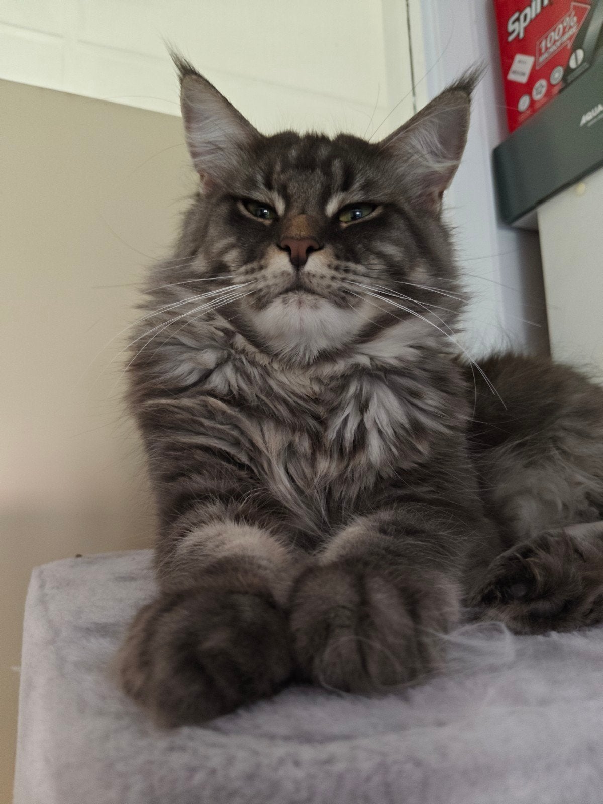 Maine Coon Look-a-like, Kater, Ontwormd, 0 tot 2 jaar