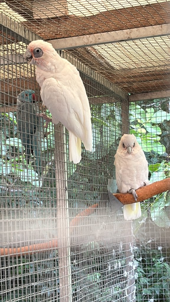naaktoogkaketoe,s, Dieren en Toebehoren, Meerdere dieren, Papegaai