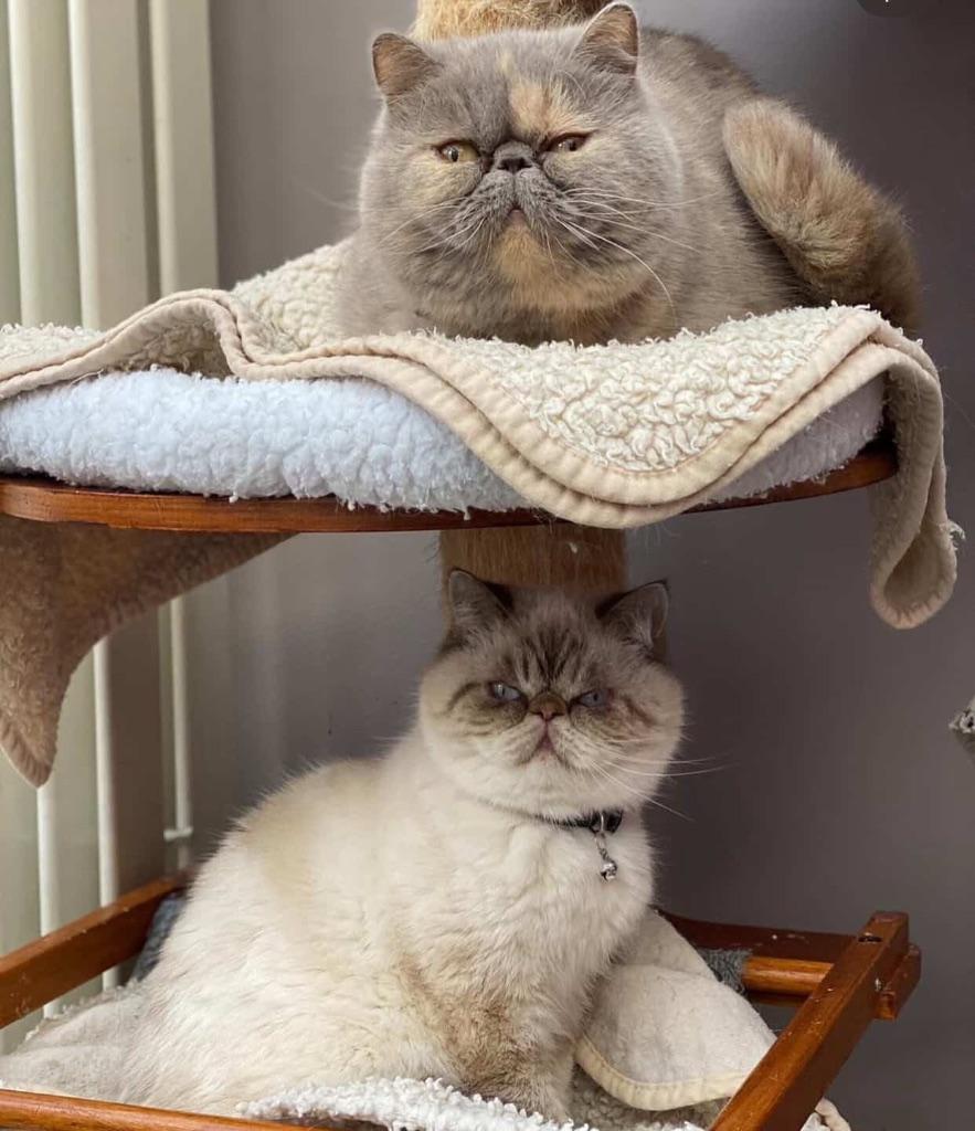 Exotic korthaar, Poes, Met stamboom, 0 tot 2 jaar