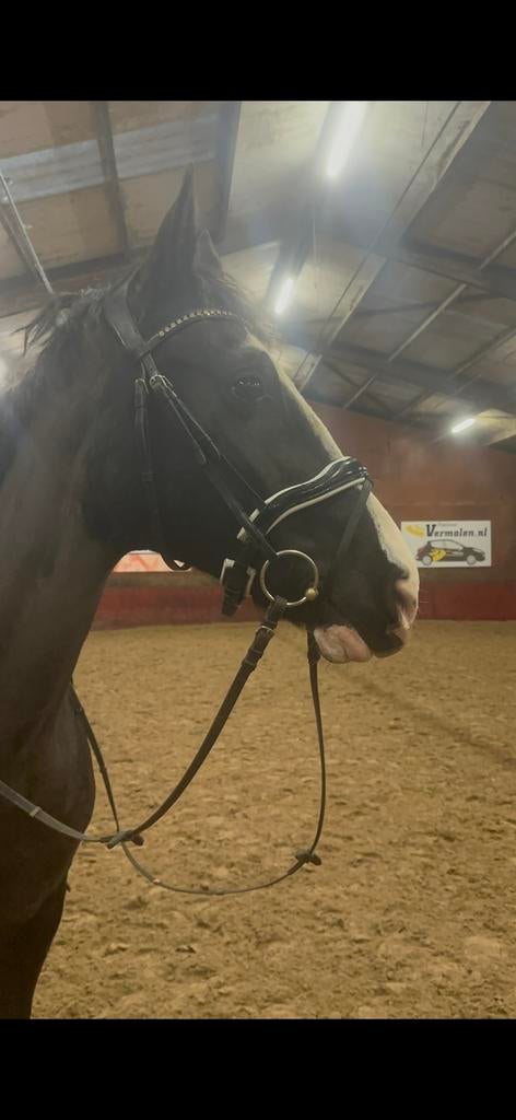 Br hoofdstel bolton met lakneusriem full, Dieren en Toebehoren, Paarden en Pony's | Hoofdstellen en Tuigage, Ophalen of Verzenden