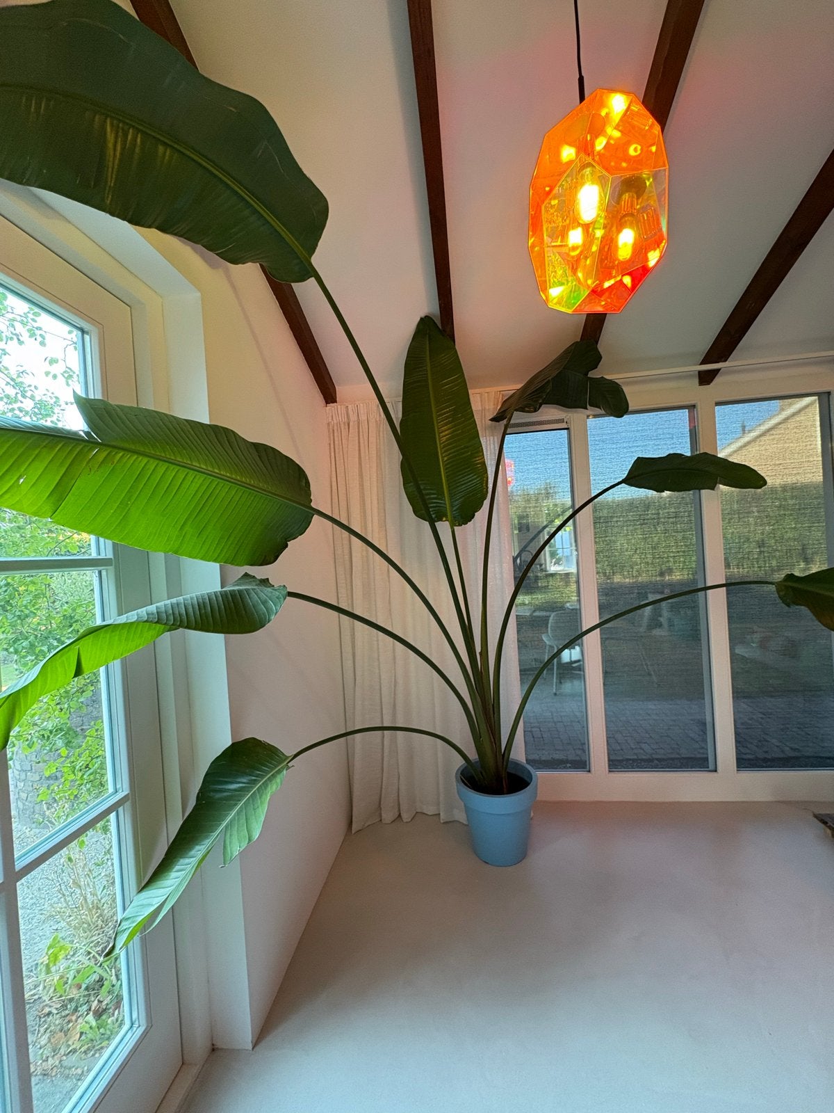 Grote Strelitzia Nicolai - Paradijsvogelplant, Huis en Inrichting, Kamerplanten, Ophalen, 200 cm of meer, Overige soorten, In pot