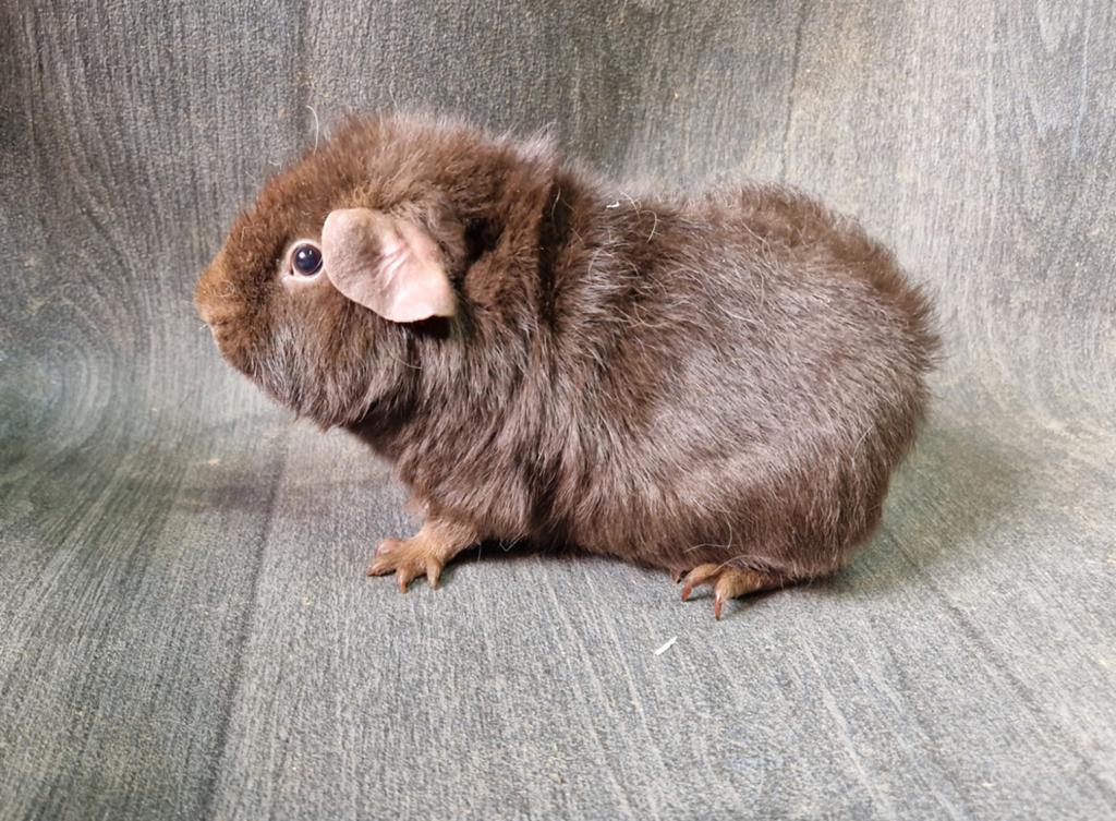Cavia us-teddy zeugje, Dieren en Toebehoren, Juli, Vrouwelijk, Cavia