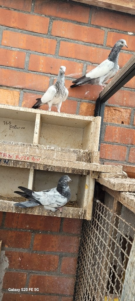 Pakistaanse hoogvliegers, Dieren en Toebehoren, Vogels | Duiven, Meerdere dieren