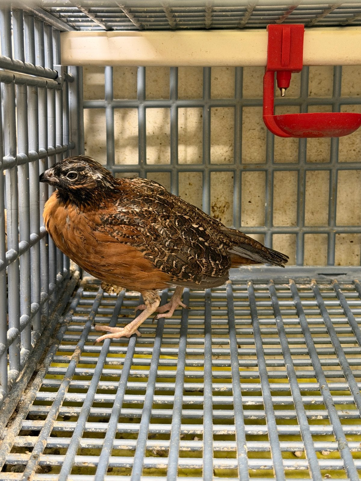 Mooie haan broed 2026 zwartmasker boomkwartel, Dieren en Toebehoren, Mannelijk, Overige soorten
