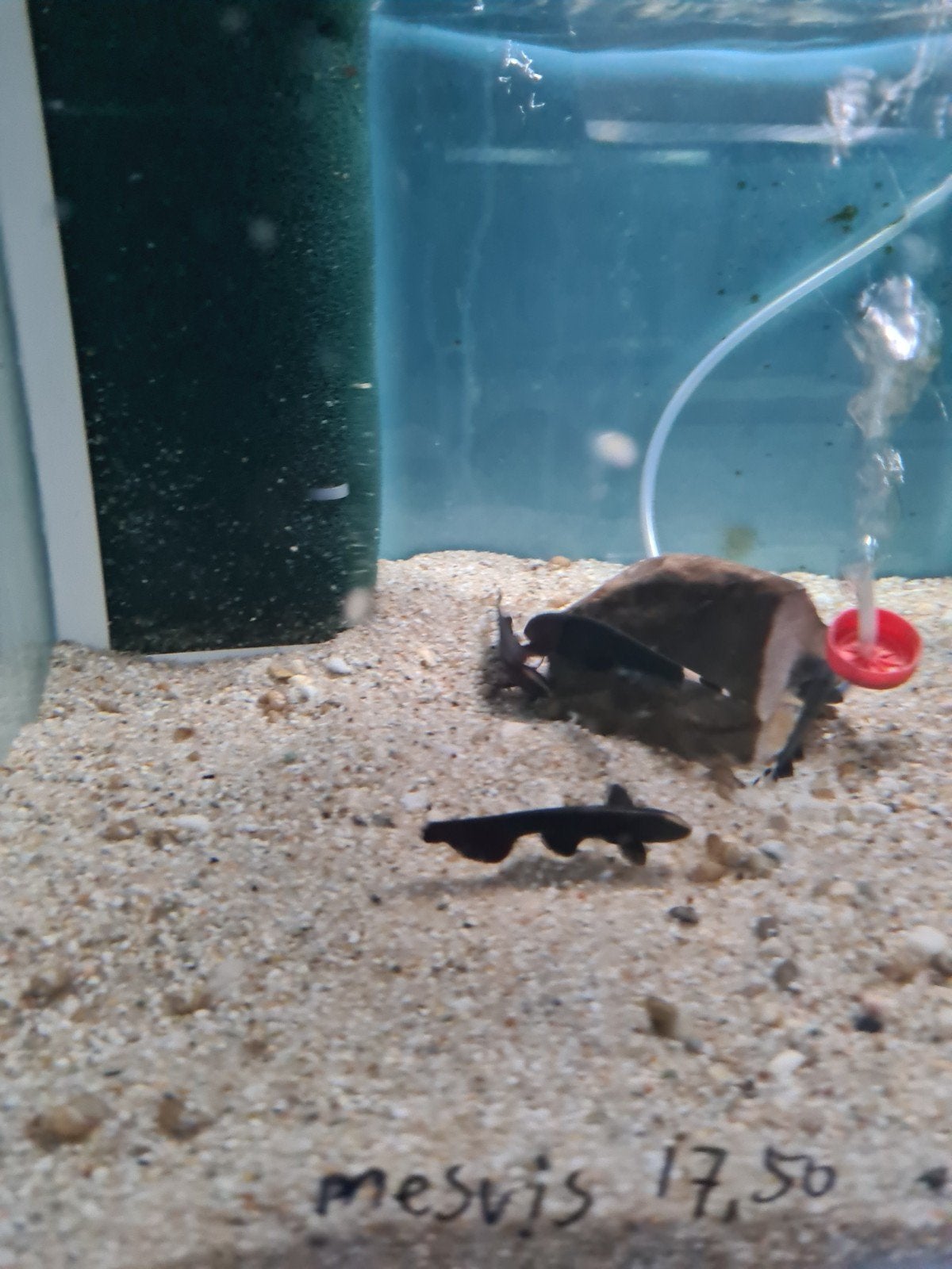 Apteronotus Albifrons, Zwarte Amerikaanse Mesvis,, Dieren en Toebehoren, Vissen | Aquariumvissen, Vis, Zoetwatervis