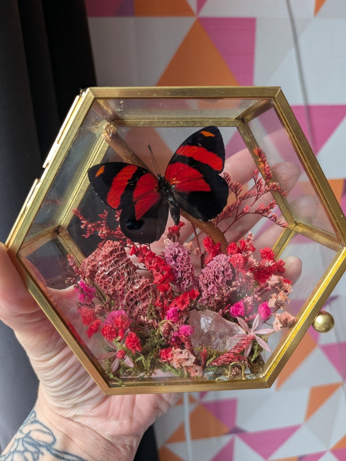 Opgezette vlinder in goud kistje decoratie, Ophalen of Verzenden, Nieuw, Insect, Opgezet dier