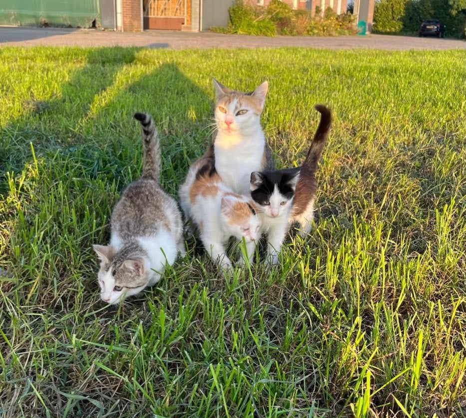 Kittens, Kater